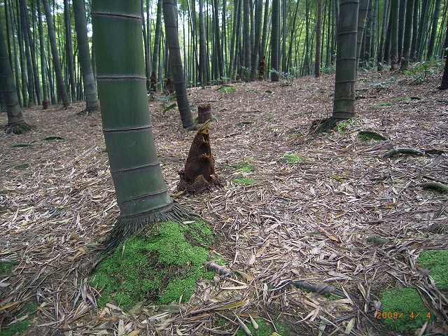 090404蜀南竹海 (46)