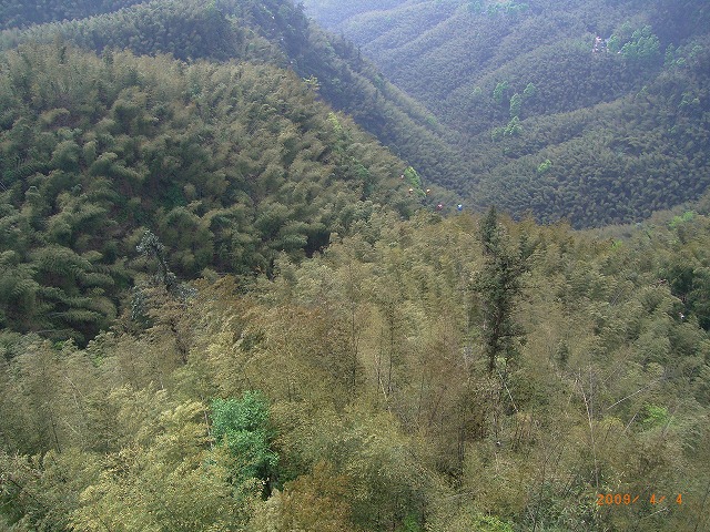 090404蜀南竹海 (51)