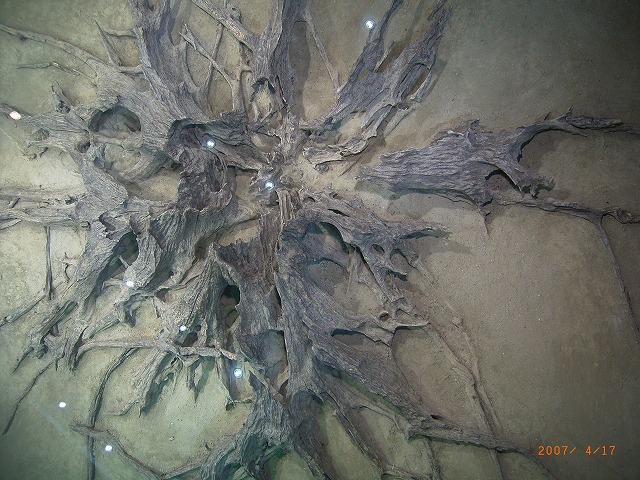 04金沙遺址博物館・,大型烏木