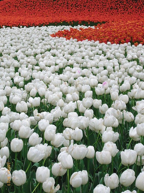 s-0603023石象湖風景区 009